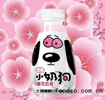 團(tuán)友小奶狗櫻花奶昔芝士乳酸菌飲品380ml夏季飲品招商
